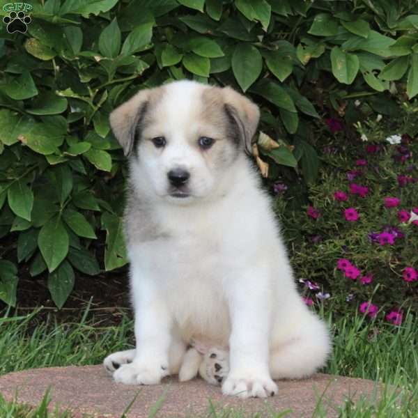 Pearl, Great Pyrenees Puppy